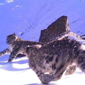 Meet your Posher, Nini